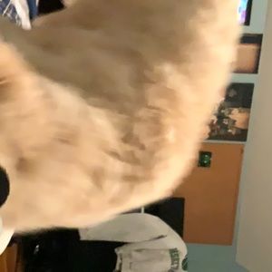 Meet your Posher, Alex